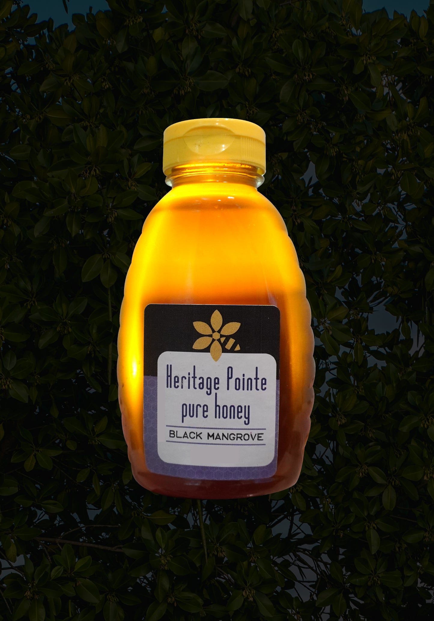 Black Mangrove (Currently Unavailable)